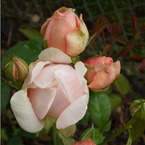 Roz deschis - Trandafir copac cu trunchi înalt - cu flori tip trandafiri englezești - coroană dreaptă